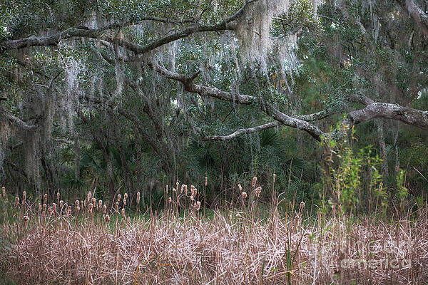 Lowcountry Field of Dreams by Dale Powell Lowcountry Field of Dreams by Dale Powell