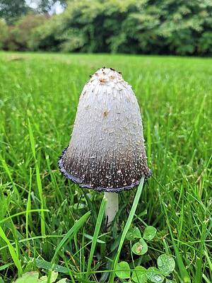 Lucky Mushroom by Miranda Birkett