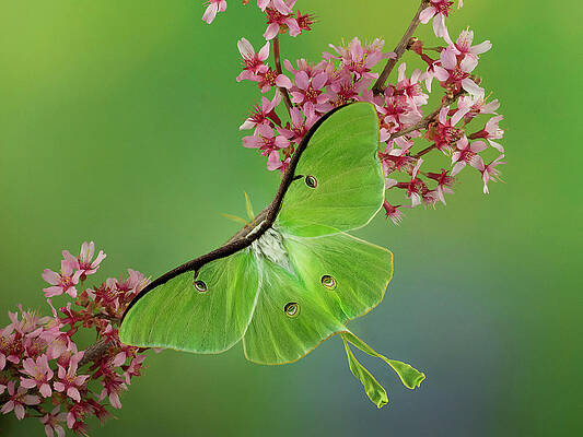 Luna Moth by Denise Saldana Luna Moth by Denise Saldana