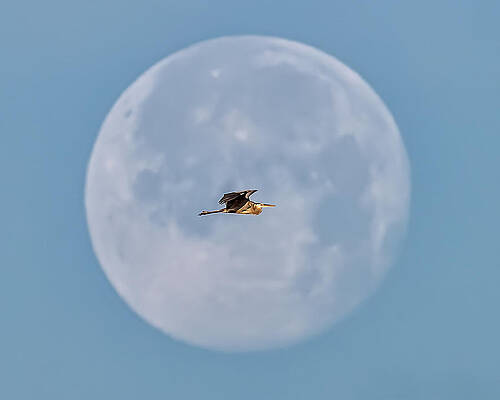 Lunar Fly-By by David Eppley Lunar Fly-By by David Eppley