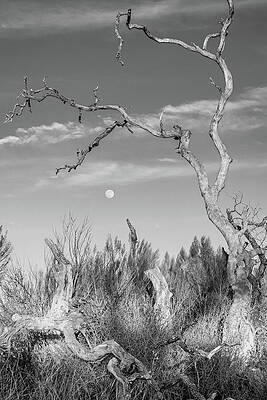 Wall Art - Photograph - Lunar Reach - Diptych Series  1 of 2 by Brigitte Blanchette Thompson