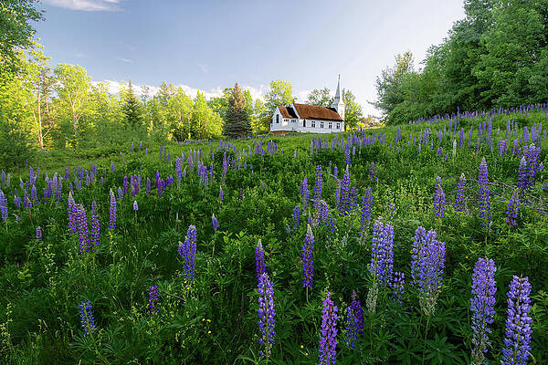 Wall Art - Photograph - Lupines by Saint Matthew's Chapel in Sugar Hill, New Hampshire II by William Dickman