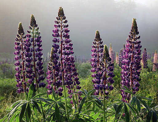 Lupines In The Fog - Sugarhill, New hampshire by John Rowe Lupines In The Fog - Sugarhill, New hampshire by John Rowe