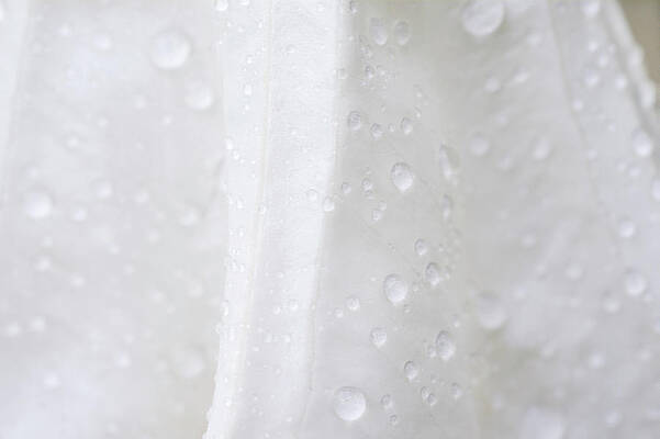 Macro Moonflower Extreem Close up by Iris Richardson Macro Moonflower Extreem Close up by Iris Richardson