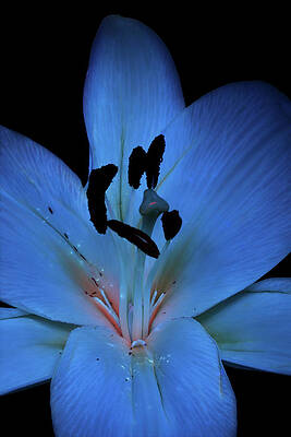 Madonna Lily4 UV by Shane Bechler Madonna Lily4 UV by Shane Bechler