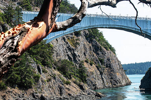 Madrona Branch and Canoe Pass by Tom Cochran Madrona Branch and Canoe Pass by Tom Cochran