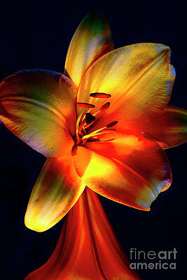 MAGNIFICENT LILIES # 2. by Alexander Vinogradov MAGNIFICENT LILIES # 2. by Alexander Vinogradov