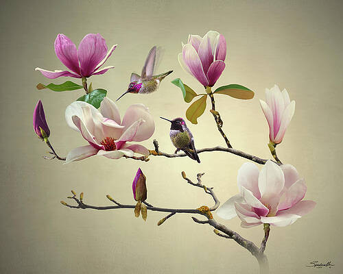 Magnolia and Hummingbirds by Spadecaller Magnolia and Hummingbirds by Spadecaller