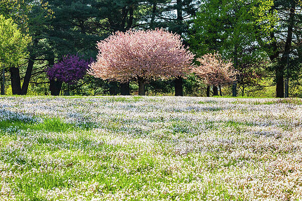 Magnolia at Forest Park by Joe Kopp Magnolia at Forest Park by Joe Kopp