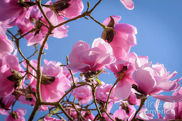 Magnolia Blooms Photograph by Tamara Billingsley - Fine Art America