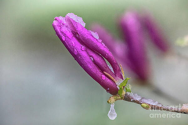 Magnolia Ice by Janice Pariza Magnolia Ice by Janice Pariza