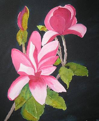 Magnolia by Jocelyne Lamontagne