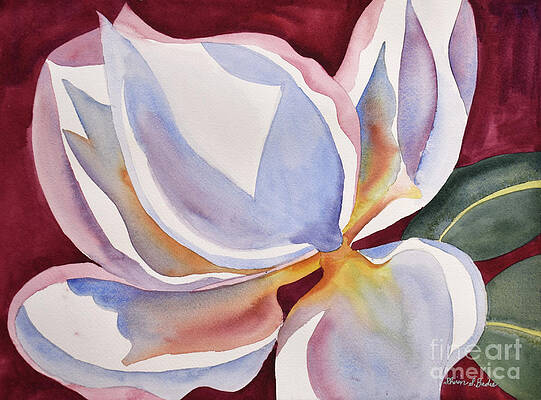 Magnolia by Shirin Shahram Badie Magnolia by Shirin Shahram Badie