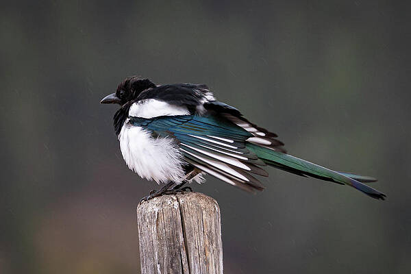 Magpie in the Rain by Mary Hone Magpie in the Rain by Mary Hone