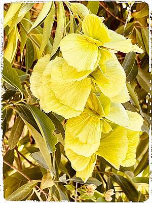 Maidenhair Tree by Kathleen Boyles Maidenhair Tree by Kathleen Boyles