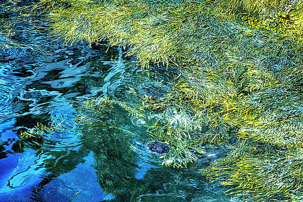 Maine Seaweed by Tom Singleton Maine Seaweed by Tom Singleton