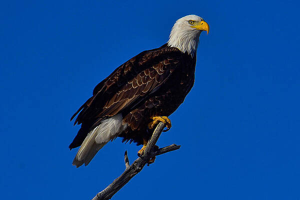  Photograph - Majestic  by David Daily