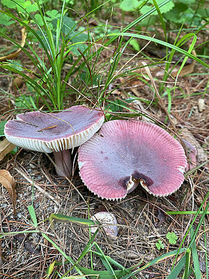 Majestic Mushrooms #89 by Anjel B Hartwell Majestic Mushrooms #89 by Anjel B Hartwell