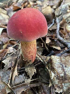 Wall Art - Photograph - Majestic Mushrooms #98 by Anjel B Hartwell