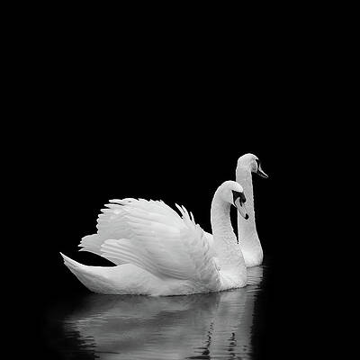 Majestic by Stuart Williams