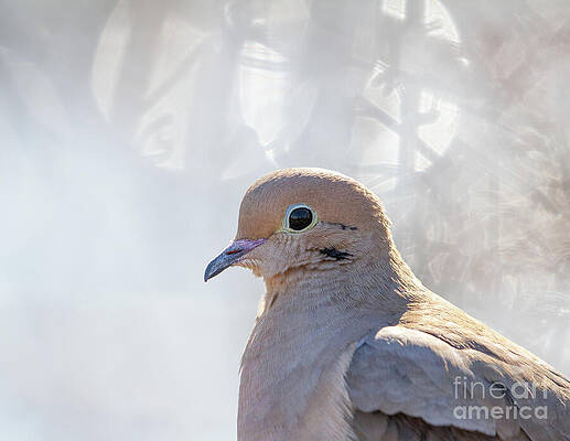Make Dove Not War by Chris Scroggins Make Dove Not War by Chris Scroggins