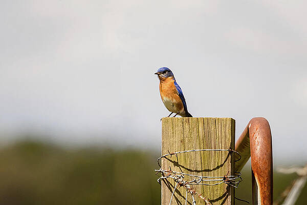 Wall Art - Photograph - Male Eastern Bluebird Sitting on a Post by Joni Eskridge