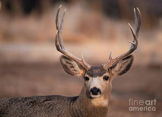 Male Mule Deer by Jaime Miller Male Mule Deer by Jaime Miller
