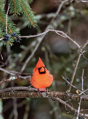 Male Northern Cardinal 4 by Michael Chatt Male Northern Cardinal 4 by Michael Chatt