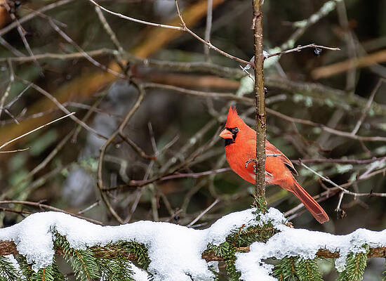 Male Northern Cardinal by Michael Chatt Male Northern Cardinal by Michael Chatt