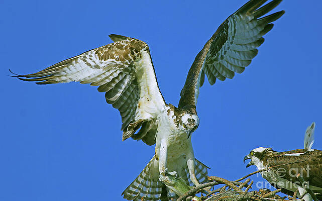 Male Osprey presenting Bass to Female at nest by Larry Nieland Male Osprey presenting Bass to Female at nest by Larry Nieland