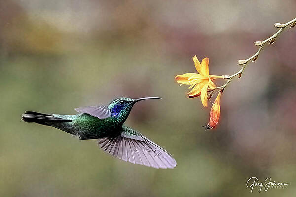 Male Talamanca Hummingbird by Gary Johnson Male Talamanca Hummingbird by Gary Johnson