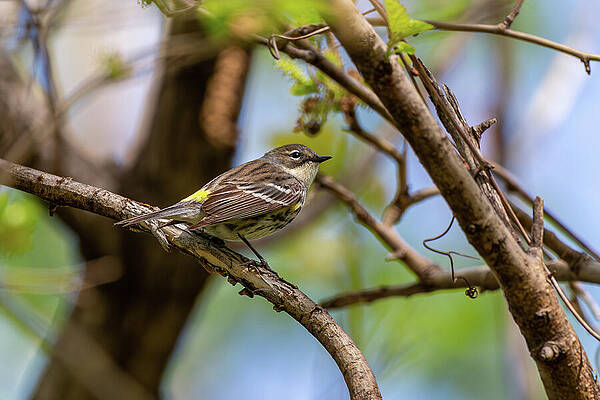Wall Art - Photograph - Male Yellow-Rumped Warbler by Dale Kincaid