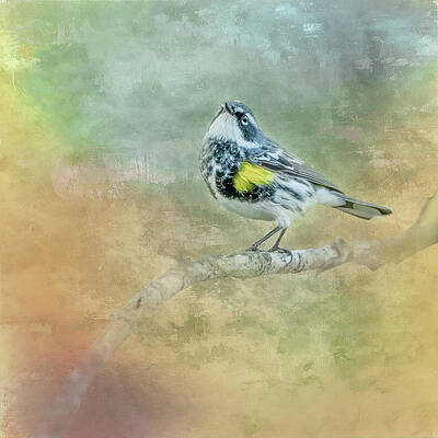 Male Yellow-rumped Warbler on Textured Background Square Crop by Charles Schmidt Male Yellow-rumped Warbler on Textured Background Square Crop by Charles Schmidt