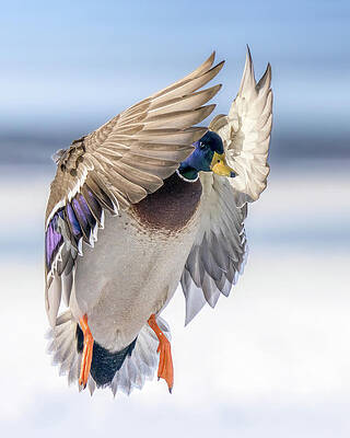 Wall Art - Photograph - Mallard Blues by James Overesch