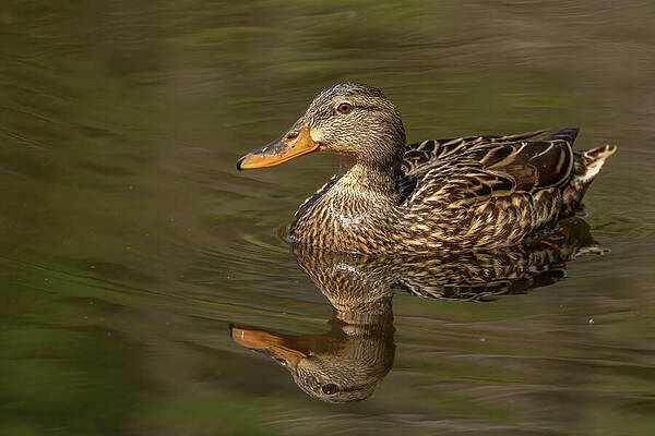 Mallard With Reflection by MaryJane Sesto Mallard With Reflection by MaryJane Sesto