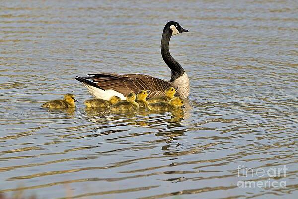 Mama Goose and Goslings by Yvonne M Smith Mama Goose and Goslings by Yvonne M Smith