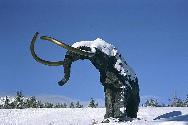 Wall Art - Photograph - Snow Capped Woolly - Mammoth Mountain Ski Area, Mammoth Lakes, California by Bonnie Colgan
