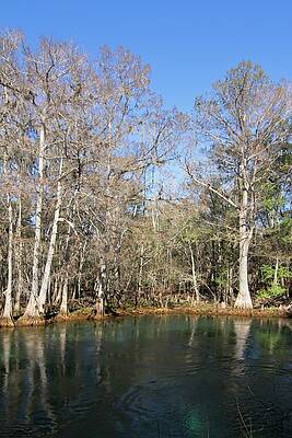 Wall Art - Photograph - Manatee Spring in Winter by Paul Rebmann