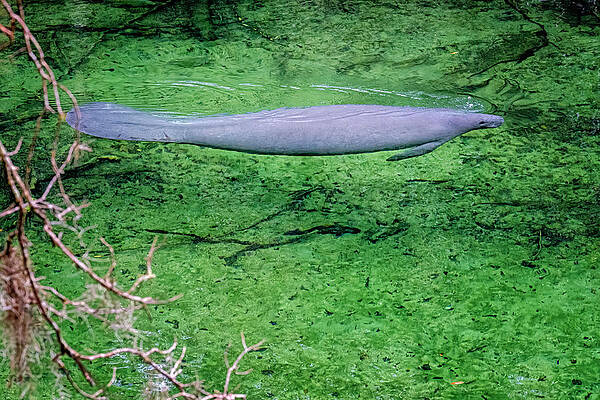 Manatee by Tom Singleton Manatee by Tom Singleton