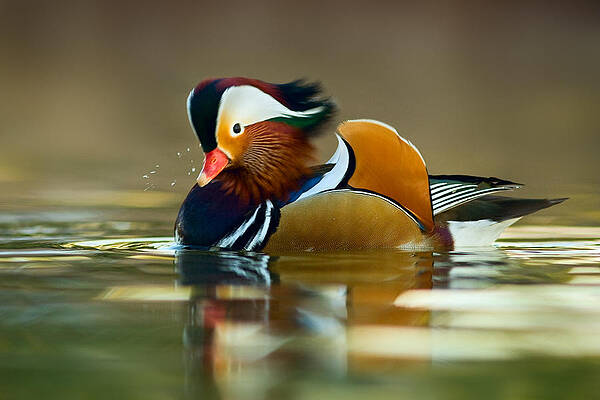 Mandarin 3 by Yuri Peress Mandarin 3 by Yuri Peress