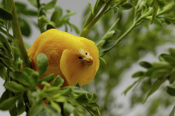 Mango Golden Lion Tamarin by Cacio Murilo De Vasconcelos Mango Golden Lion Tamarin by Cacio Murilo De Vasconcelos