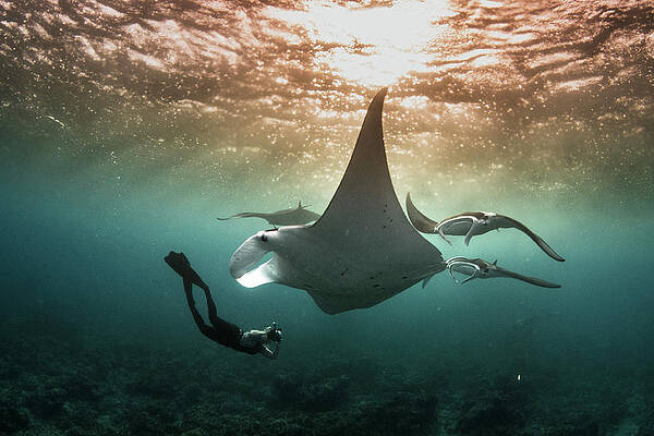 Manta Sunset by Simon Lorenz Manta Sunset by Simon Lorenz