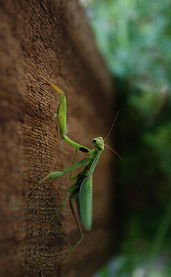 Mantis by Rae Ann M Garrett Mantis by Rae Ann M Garrett
