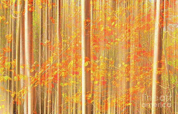 Maple and Birch Forest by Charline Xia Maple and Birch Forest by Charline Xia