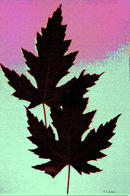 Maple Leafs Color Abstract by Tom Janca Maple Leafs Color Abstract by Tom Janca