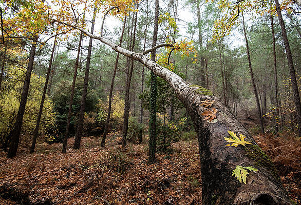 Wall Art - Photograph - Maple leaves on a tree branch in autumn. Fall season in a forest. by Michalakis Ppalis