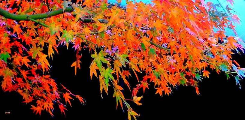 Maple Magic by VIVA Anderson Maple Magic by VIVA Anderson