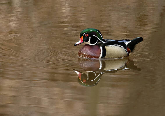 Wall Art - Photograph - March Reflection by Art Cole