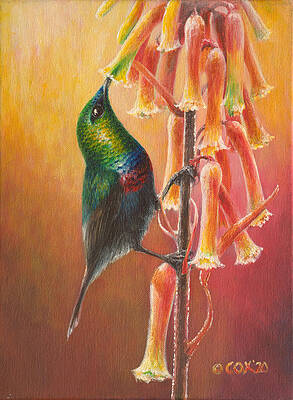 Marico Sunbird by Christopher Cox Marico Sunbird by Christopher Cox