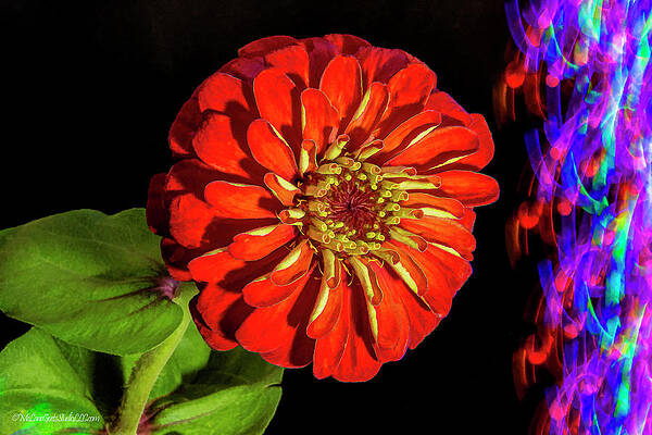 Marigold Lights by LeeAnn McLaneGoetz McLaneGoetzStudioLLCcom Marigold Lights by LeeAnn McLaneGoetz McLaneGoetzStudioLLCcom